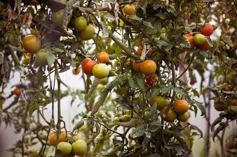 La UE sugiere cambiar el acuerdo agrícola con Marruecos tras su anulación por el TJUE