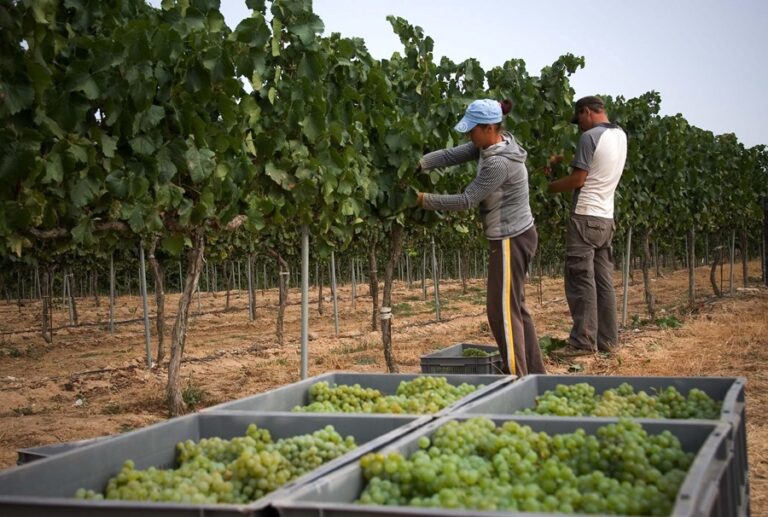 Raventós Codorníu reporta 238 millones, un 3 % más, y alcanza un récord en ganancias