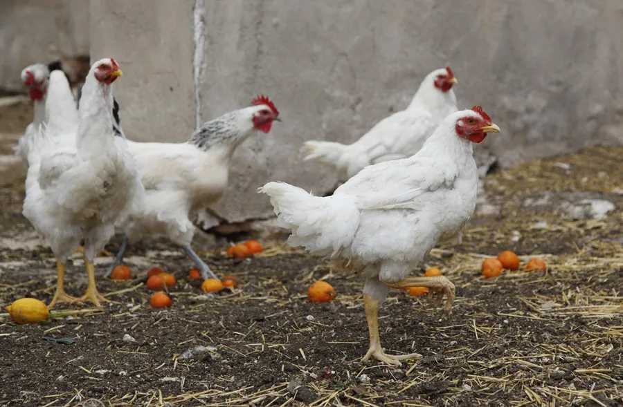 El confinamiento de aves de corral por gripe aviar impactará a cerca de 1.200 municipios en España