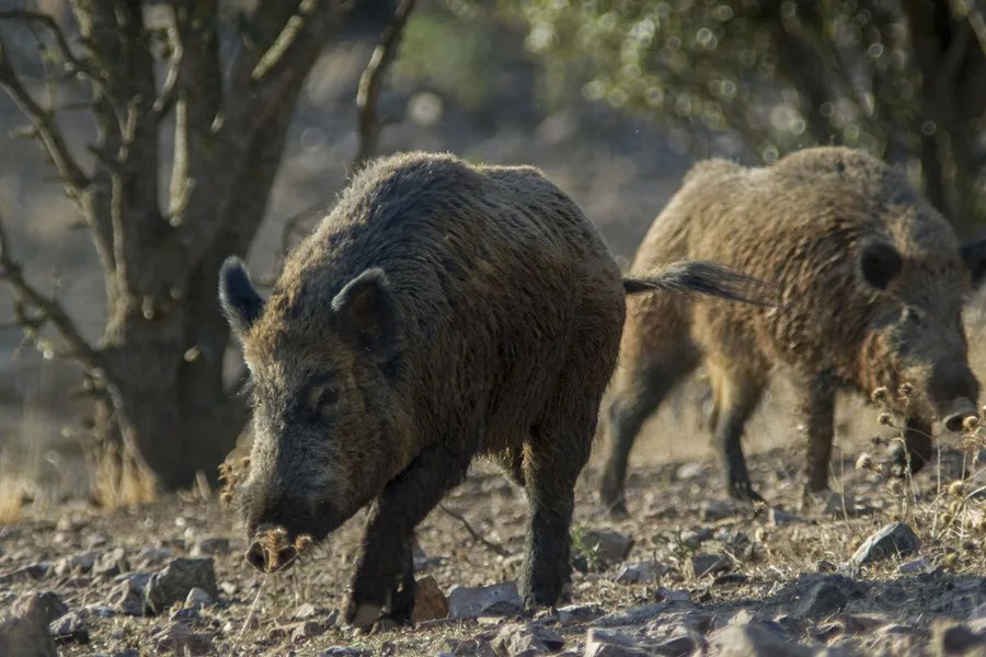 El análisis genético del virus de la peste porcina revelará su origen, según un experto