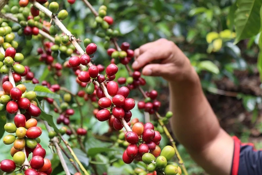 El café más caro del mundo en Panamá enfrenta retos climáticos para conservar su liderazgo